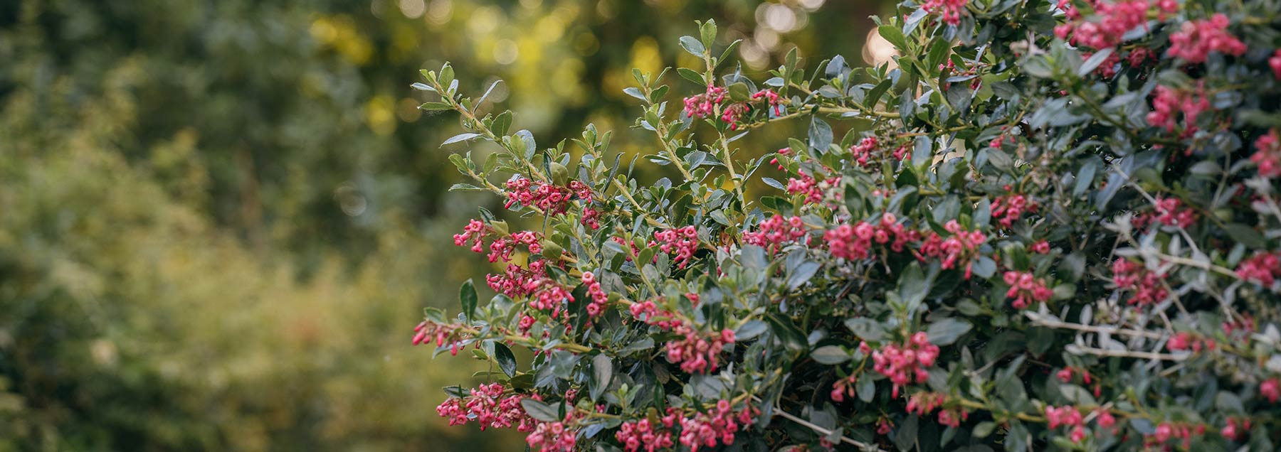 zoom in of a bush with red fruits an the lavashing green garden