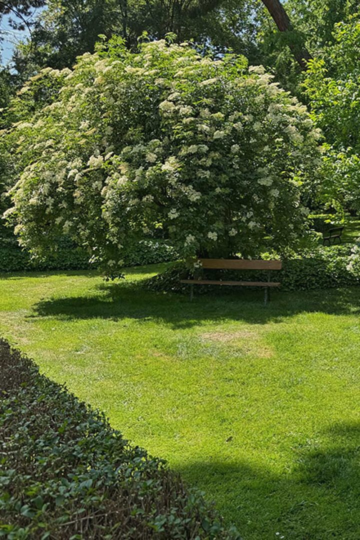 Quiet garden corner in El Capricho Park with flowering shrubs, neatly trimmed grass, and a wooden bench shaded by mature trees on a sunny spring day in Madrid