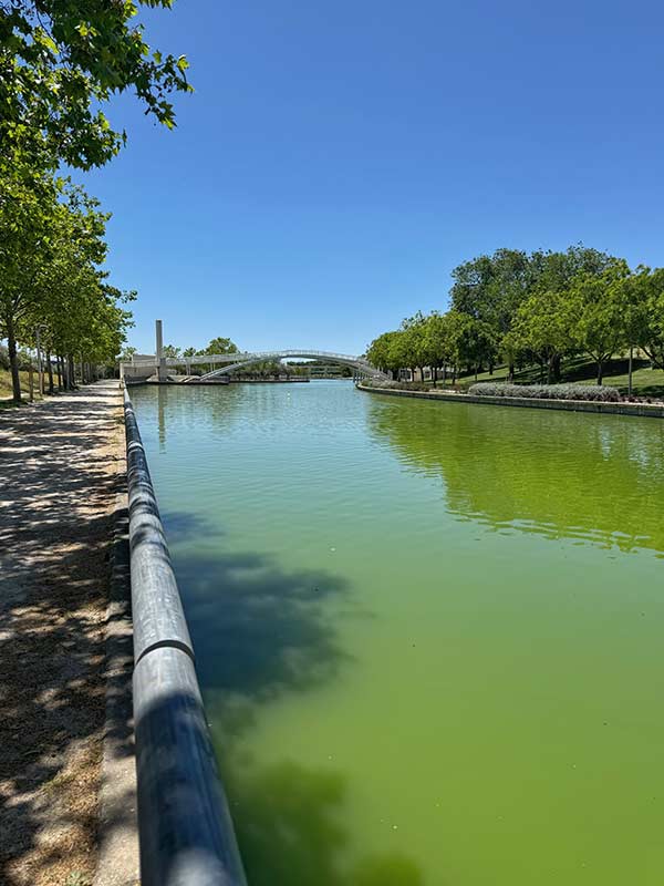 Calm canal with green water in Parque Juan Carlos I, bordered by a shaded walking path and trees, with a modern white pedestrian bridge in the distance.