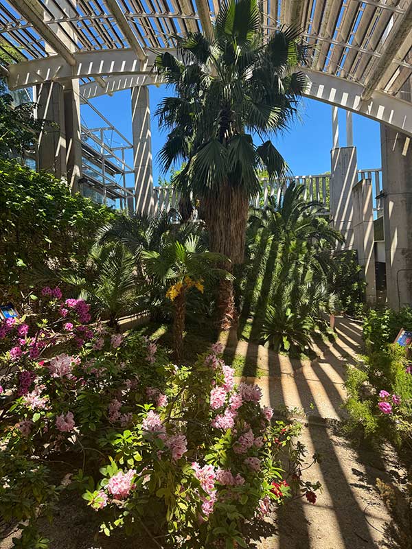 Interior of the Estufa Fría in Parque Juan Carlos I, with tall palm trees, lush tropical plants, and blooming flowers, sunlight filtering through the open lattice roof and casting striped shadows on the path